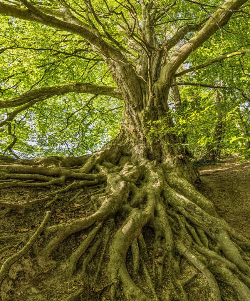 arbre racine