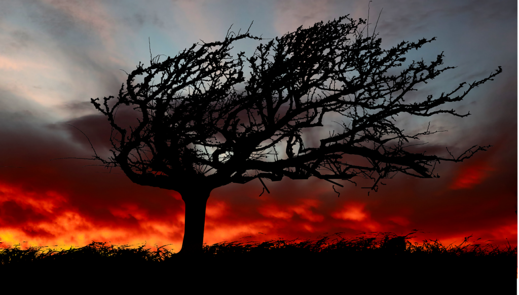 arbre